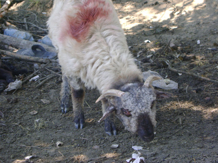 DSC00986 - 1 saptamana cioban