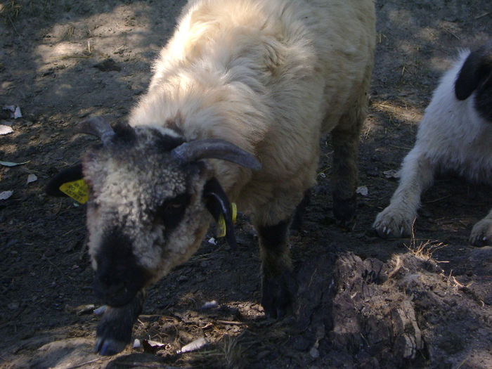 DSC00987 - 1 saptamana cioban