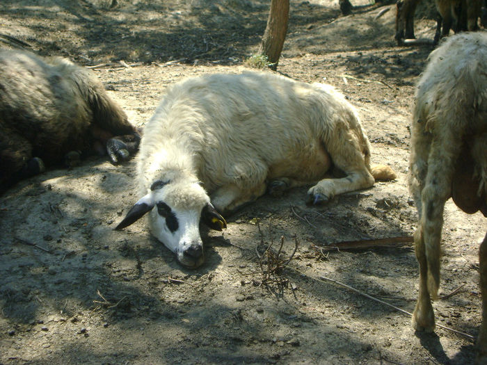 DSC00990 - 1 saptamana cioban