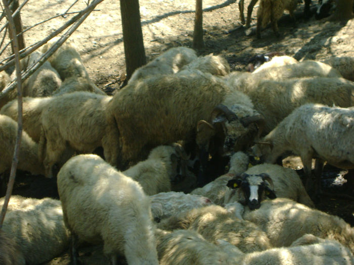 DSC01003 - 1 saptamana cioban