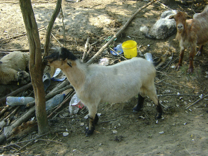 DSC01036 - 1 saptamana cioban