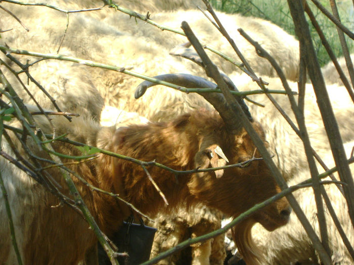 DSC01044 - 1 saptamana cioban