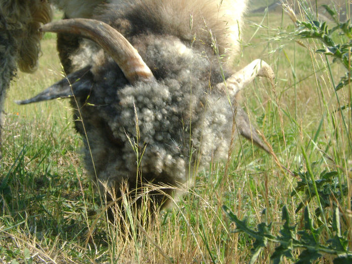 DSC01075 - 1 saptamana cioban