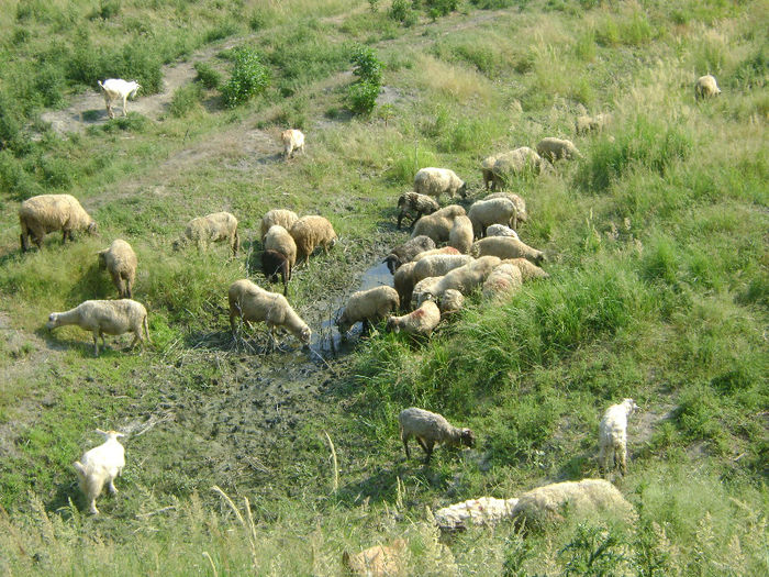 DSC01089 - 1 saptamana cioban