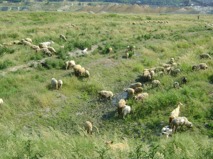 DSC01092 - 1 saptamana cioban