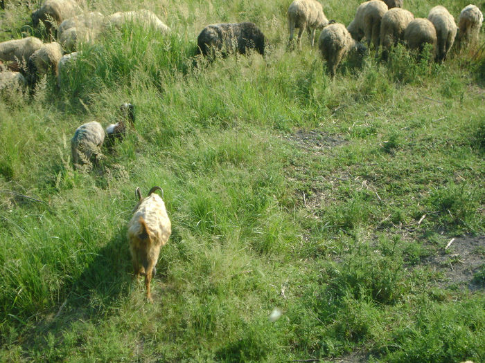 DSC01096 - 1 saptamana cioban