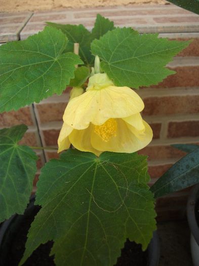 078 - Abutilon