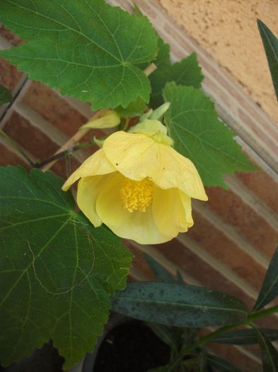 080 - Abutilon