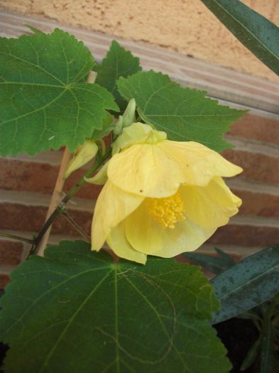 081 - Abutilon