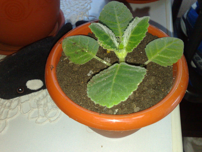 slipper alb Michaela40