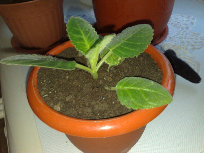 slipper alb Michaela40