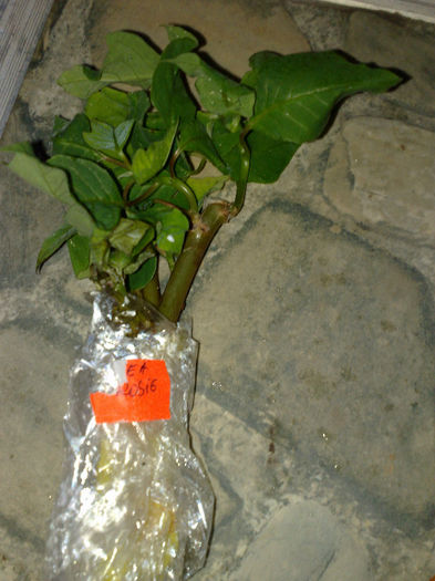 steaua craciunului Ella