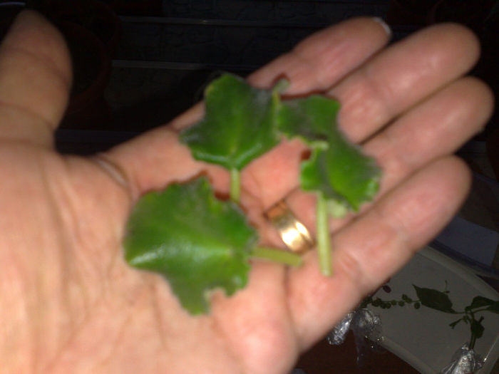 frunzulite violeta verde Ella