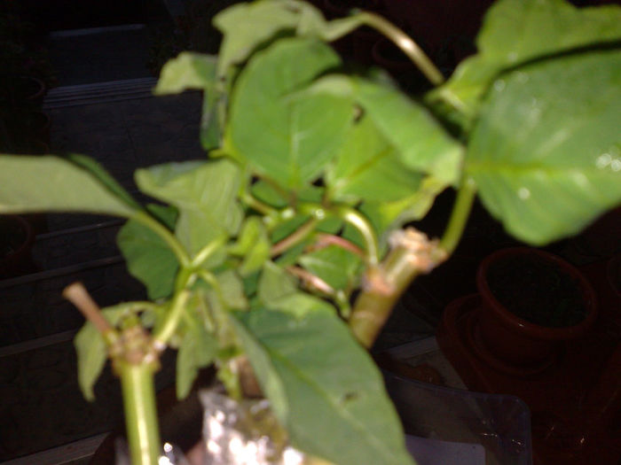 steaua craciunului Ella