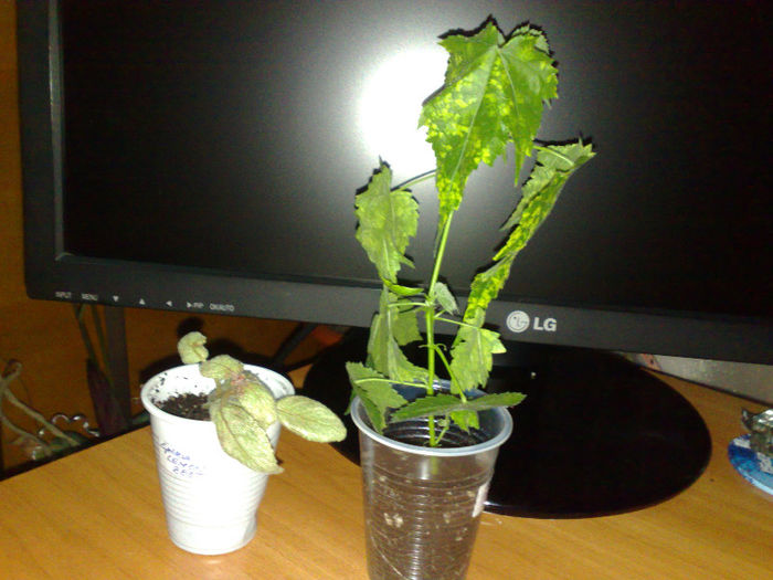 abuti siepiscia de la Valentina