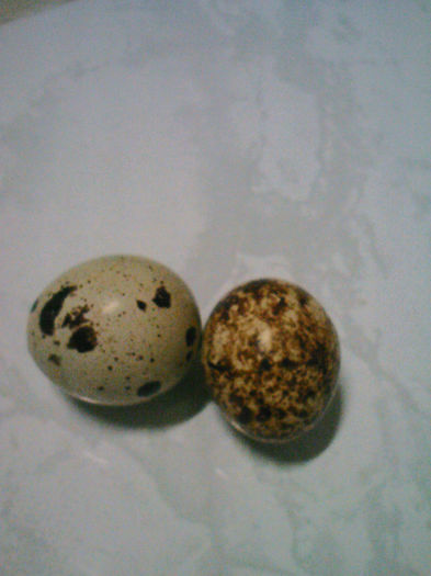 primele oua - Prepelite japoneze