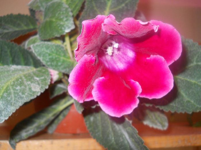 DSCN4468