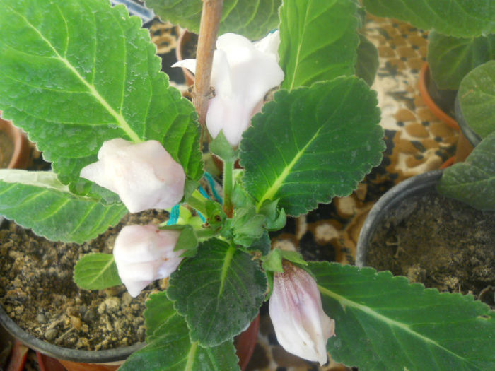 DSCN4470