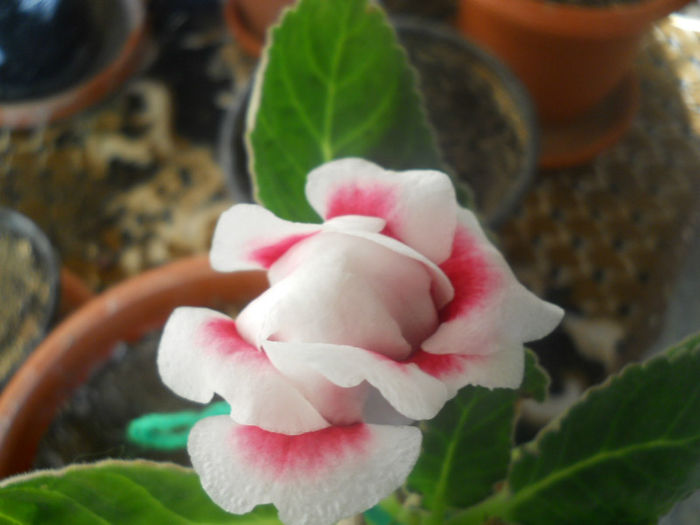 DSCN4472