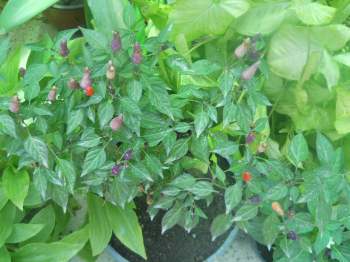 DSCN4481