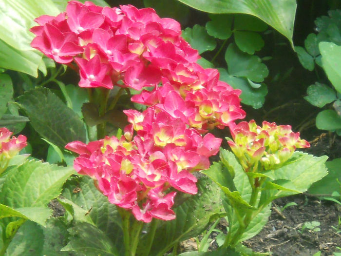 DSCN4482