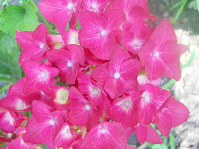 DSCN4504