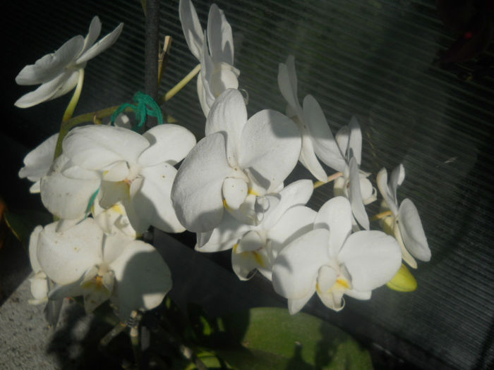 DSCN4511