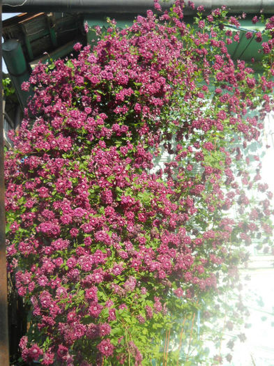 DSCN4514