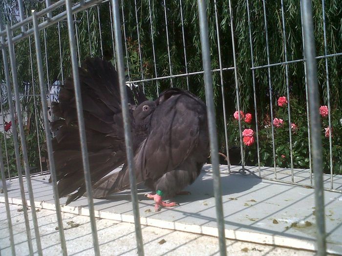 IMG01522-20130623-1725