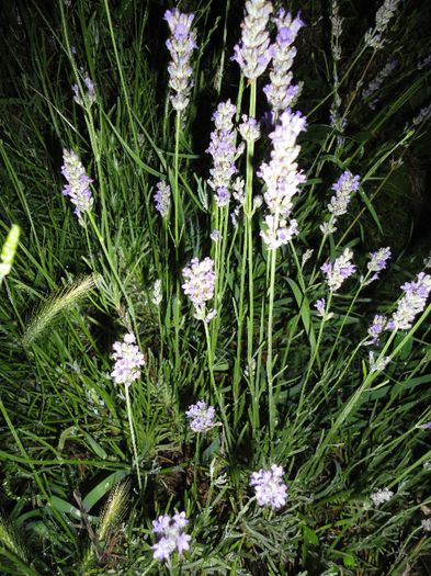 Lavanda - Diverse flori