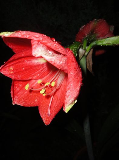 DSC07321 - Amaryllis