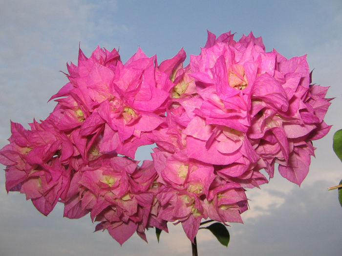 IMG_4853 - bouga Pagoda Pink 2013