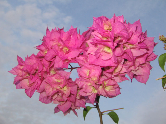 IMG_4854 - bouga Pagoda Pink 2013