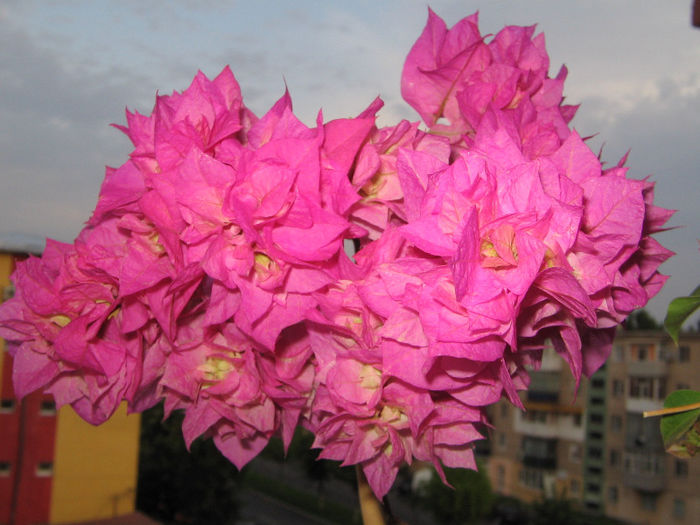 IMG_4855 - bouga Pagoda Pink 2013