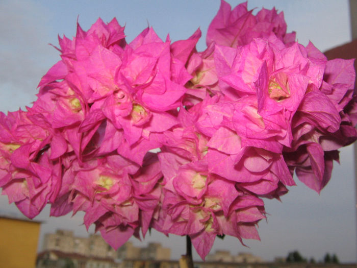 IMG_4859 - bouga Pagoda Pink 2013