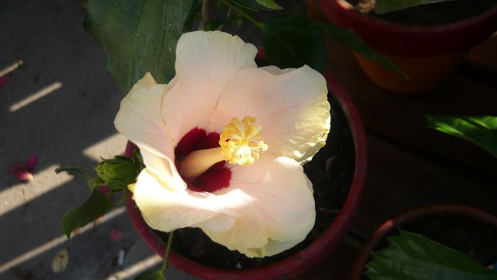 Picture 3980 - x 2013 Hibiscus rosa sinesis