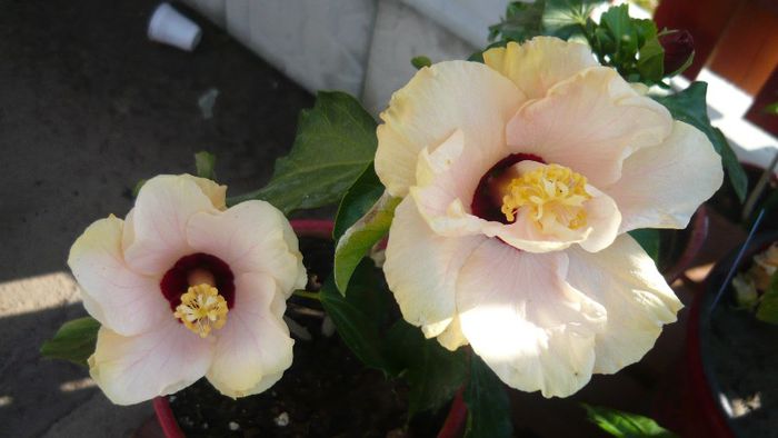 Picture 3981 - x 2013 Hibiscus rosa sinesis