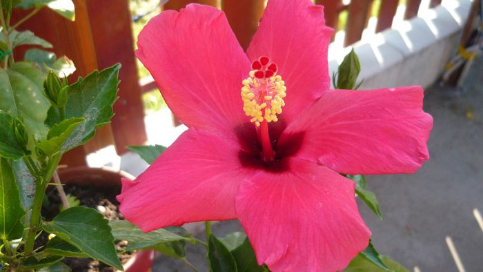 Picture 3982 - x 2013 Hibiscus rosa sinesis