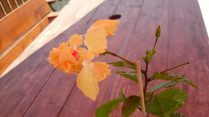 Picture 4013 - x 2013 Hibiscus rosa sinesis