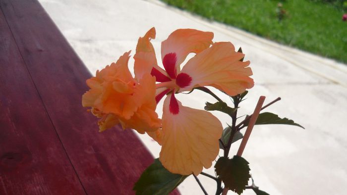 Picture 4014 - x 2013 Hibiscus rosa sinesis