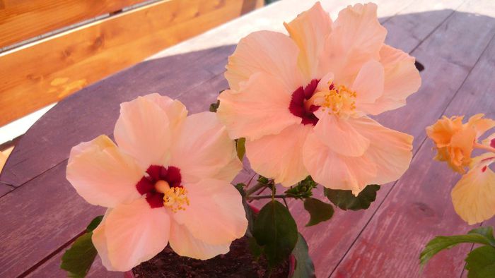 Picture 4015 - x 2013 Hibiscus rosa sinesis