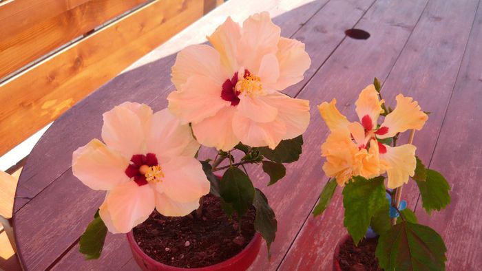 Picture 4017 - x 2013 Hibiscus rosa sinesis