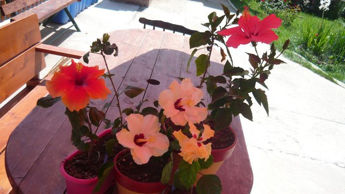 Picture 4020 - x 2013 Hibiscus rosa sinesis
