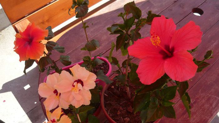 Picture 4021 - x 2013 Hibiscus rosa sinesis