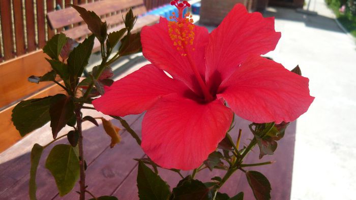 Picture 4023 - x 2013 Hibiscus rosa sinesis