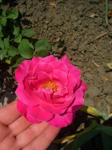 Caprice de Meilland ® • Best Friend • MEIsionver; Hybrid Tea, Shrub.  Bred by Meilland International (France, 1997).
