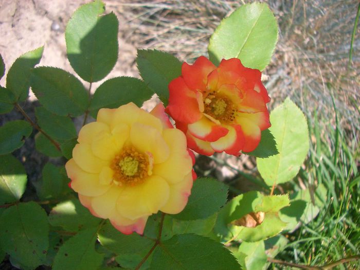 Rumba ® • Cuba Dance; Floribunda.  Bred by Svend Poulsen (Denmark, before 1959).
