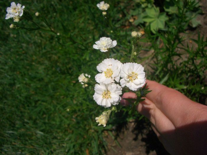 Achillea ptarmica