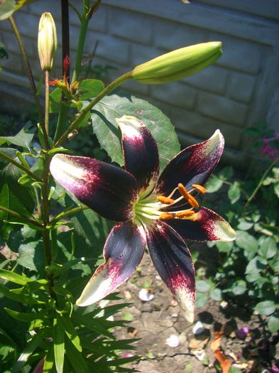 Lilium Netty's Pride