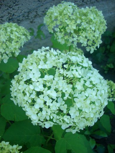 Hortensia Anabelle